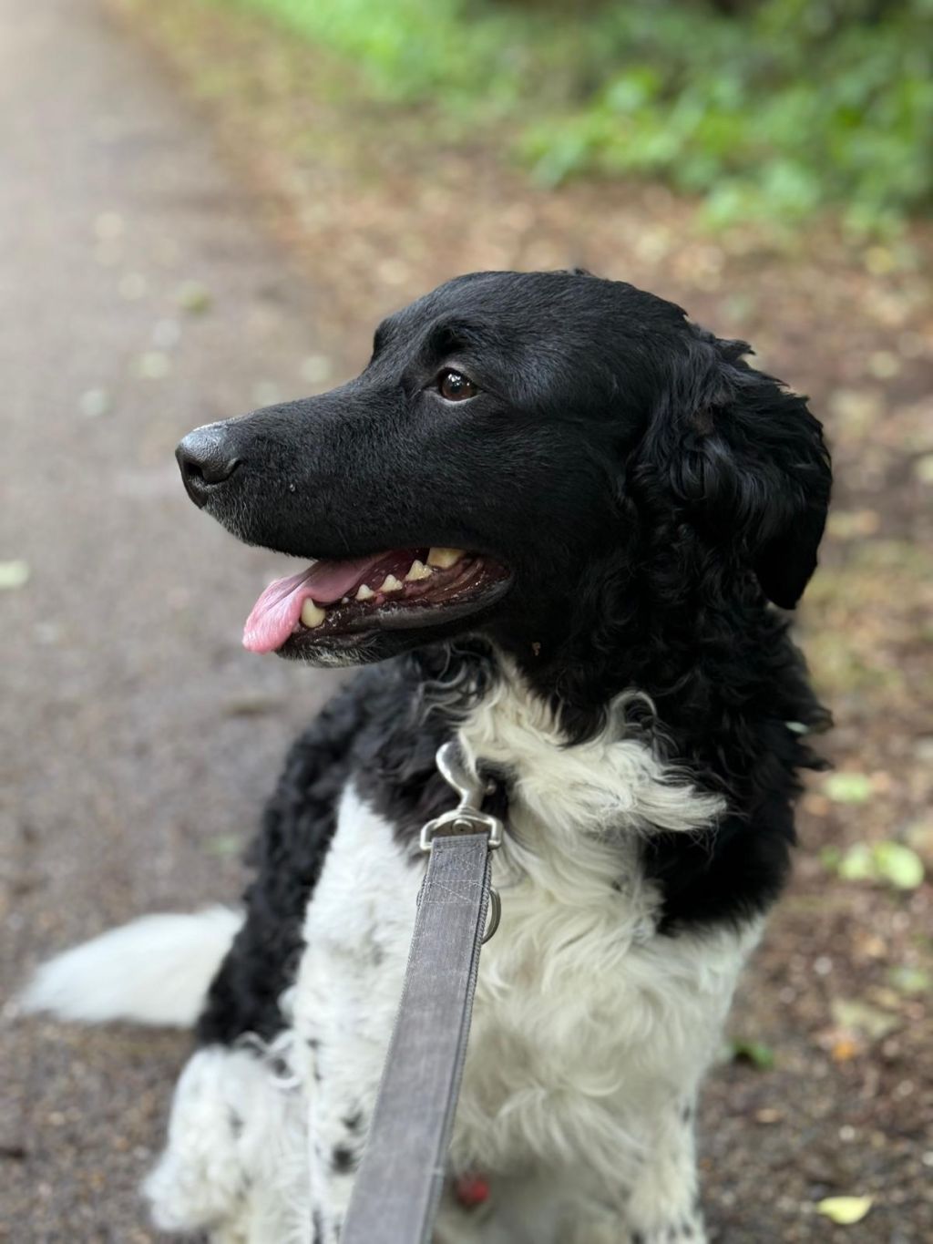 Bo