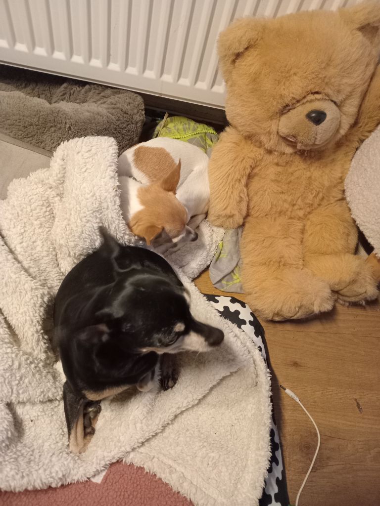 Herman en Ollie