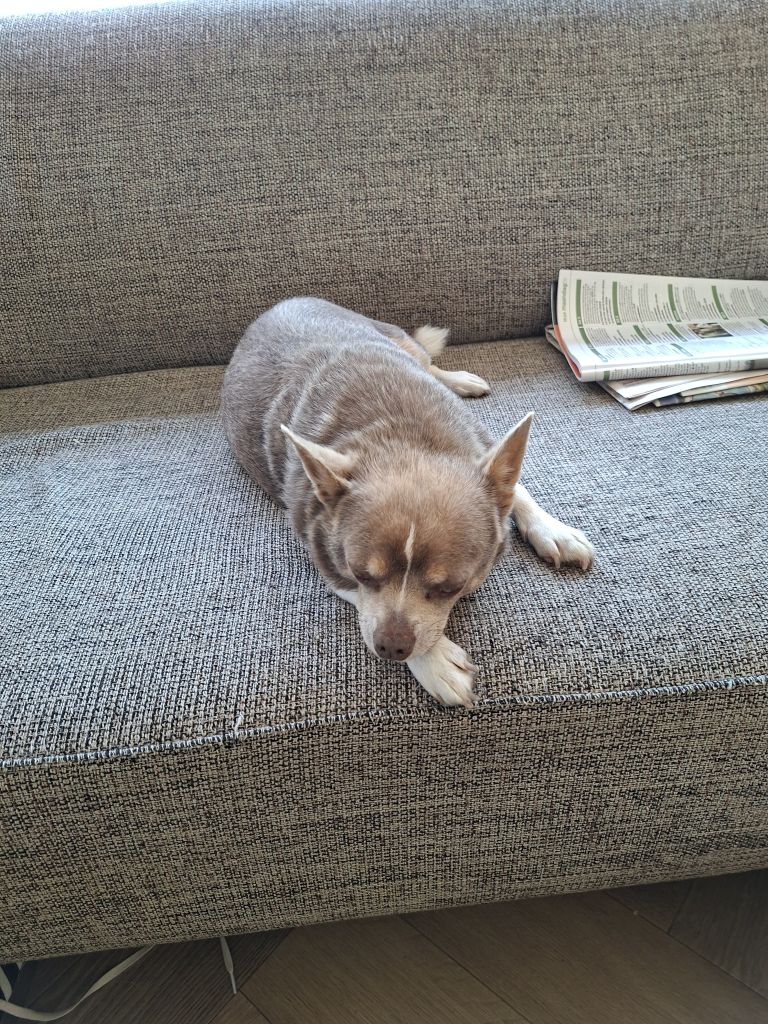 Lola en Django