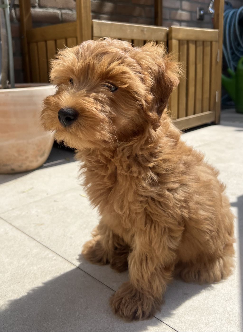 Nala
