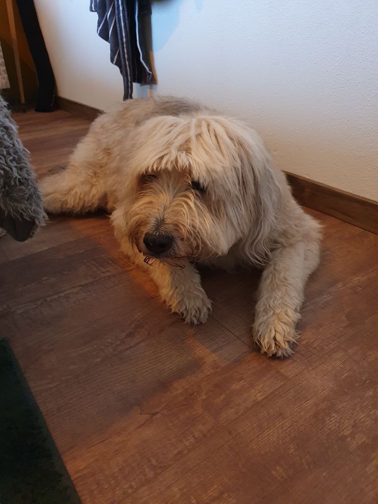 Boris