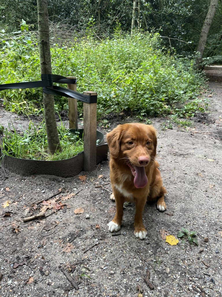 koos