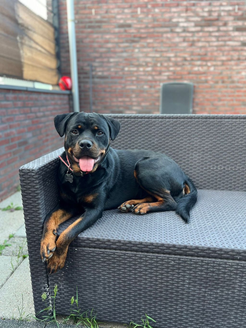 Nala