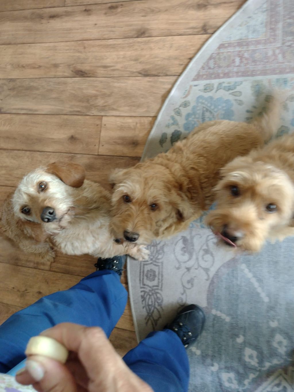 Josefien,Charlotte,Isabella