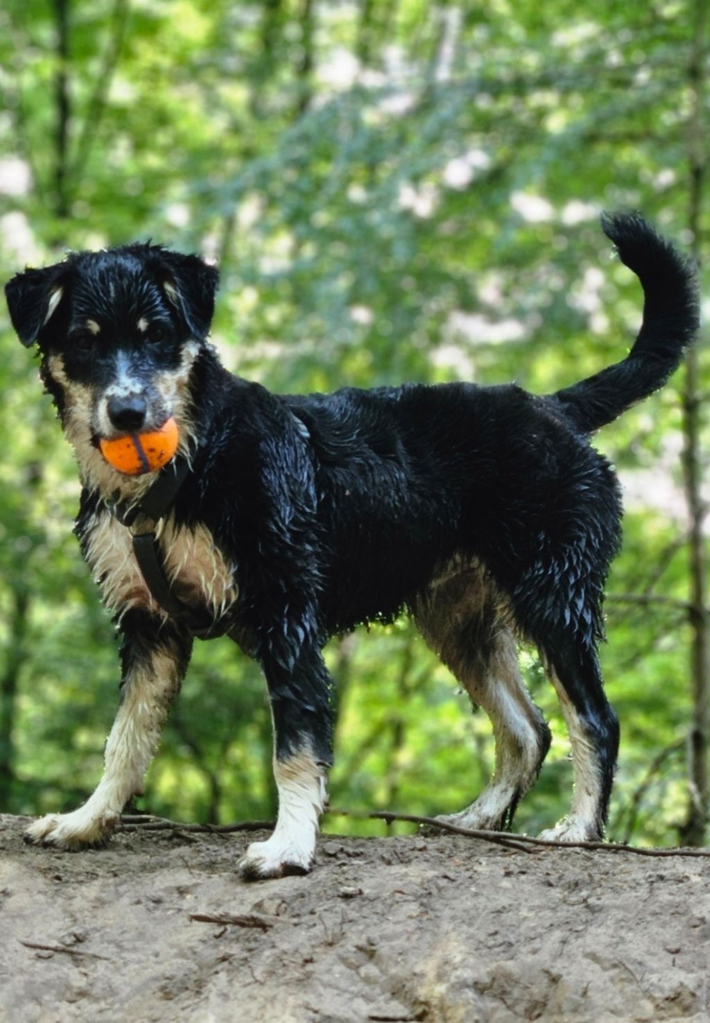 Kaya