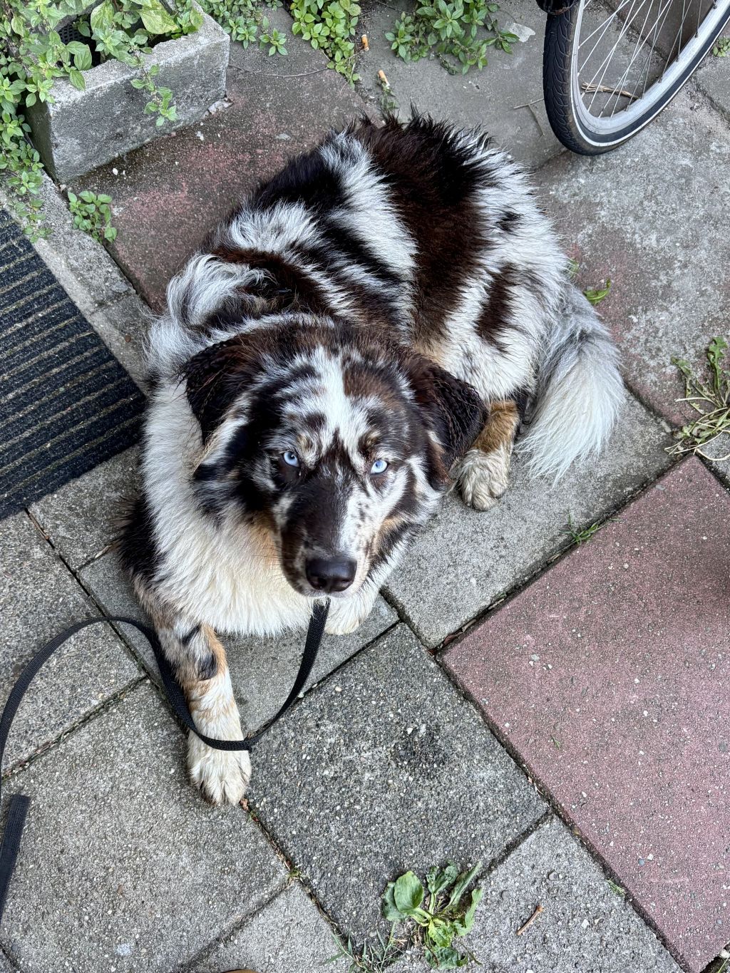 Boef