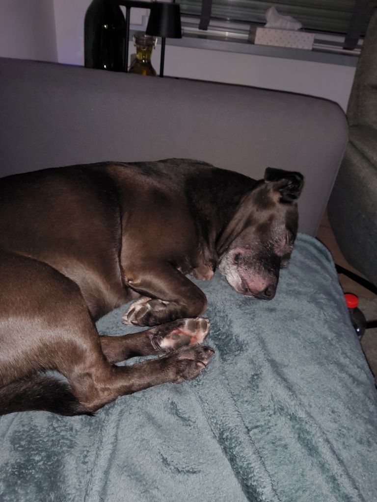 Bea