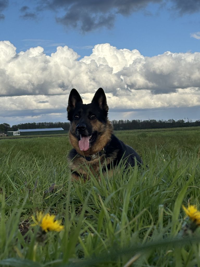 Laika