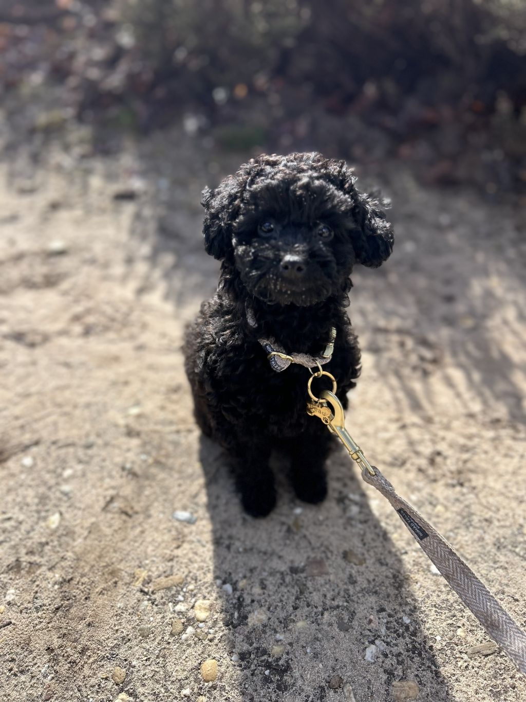 Beau