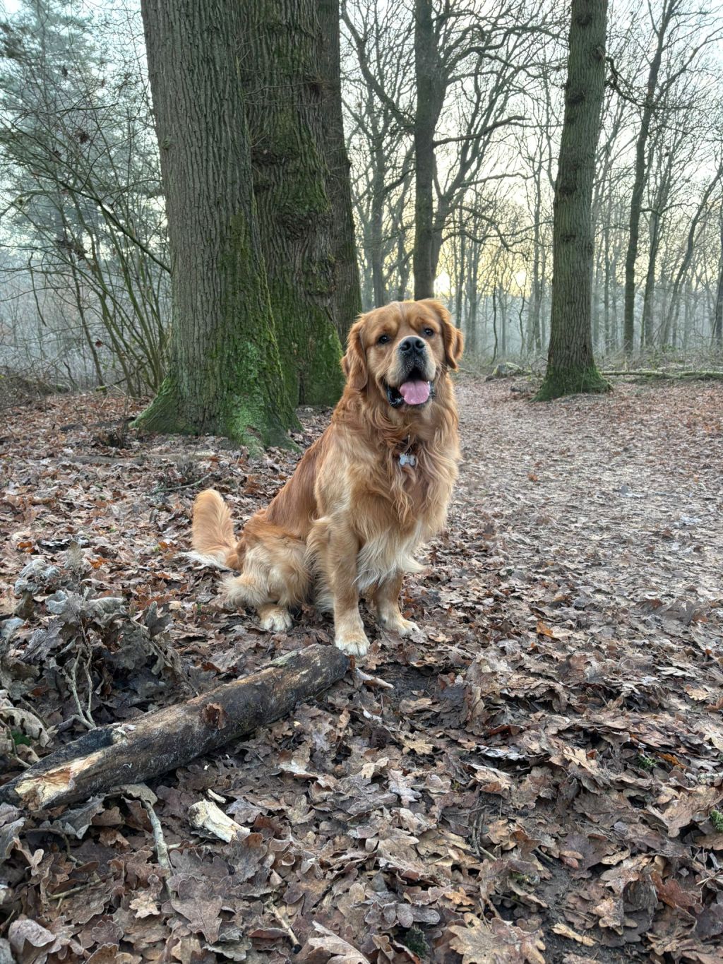 Ollie