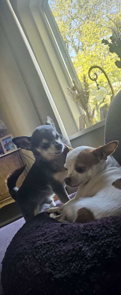 Boefie en simba
