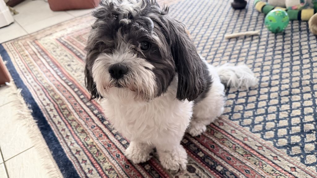 Rockshih