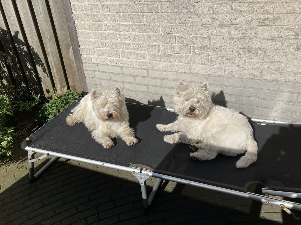 Banjer & Quibus