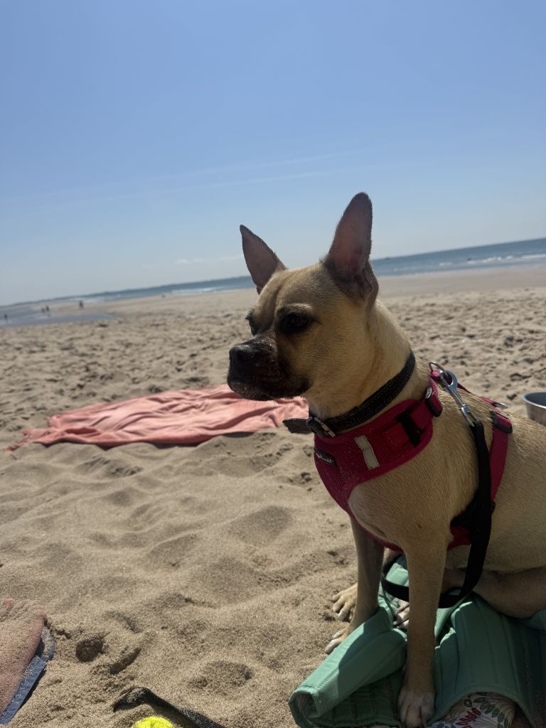 Daisy