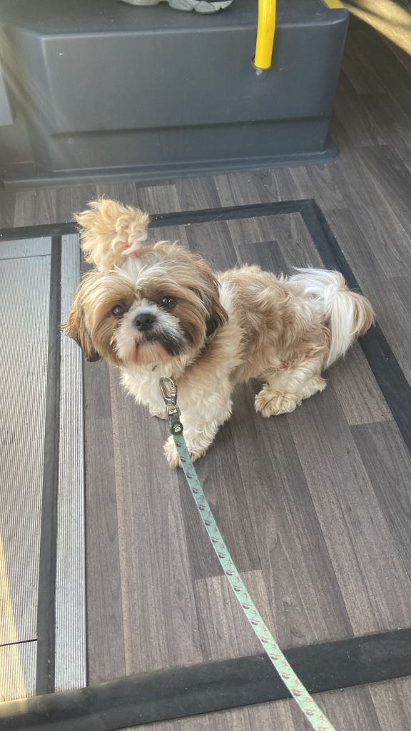 Vito