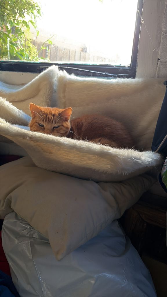 Harry en de katten