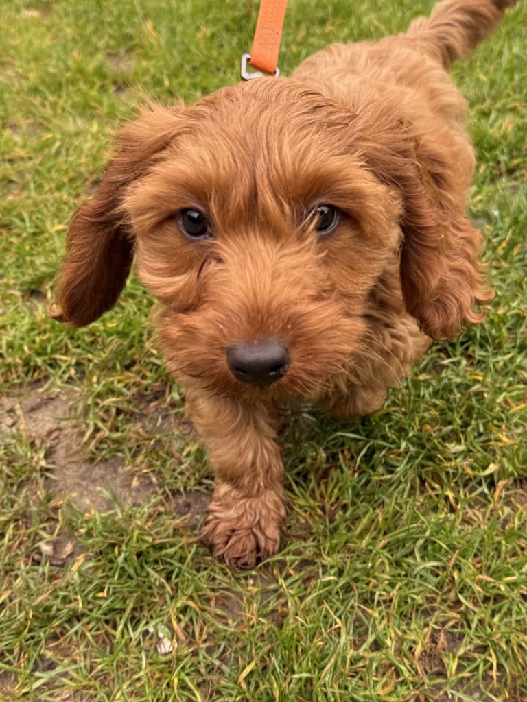 Teddy