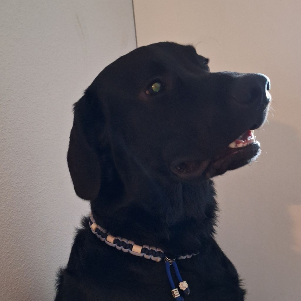 Bruno