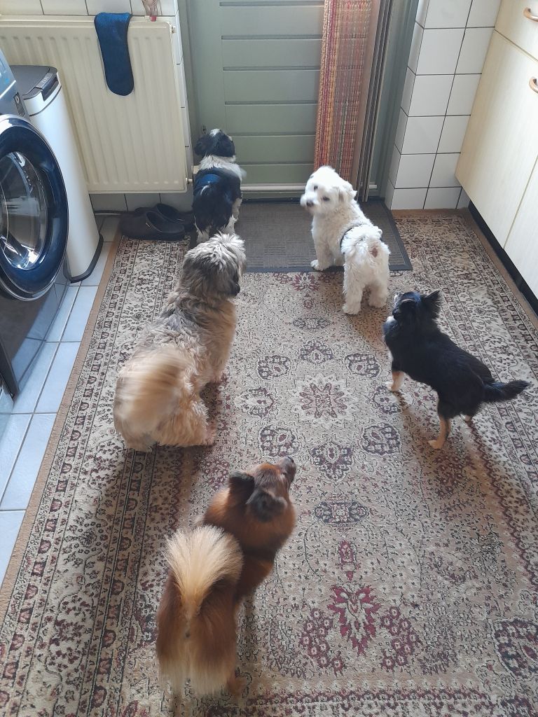 Nouska,Sam,Benji,Daisy,Zowy.