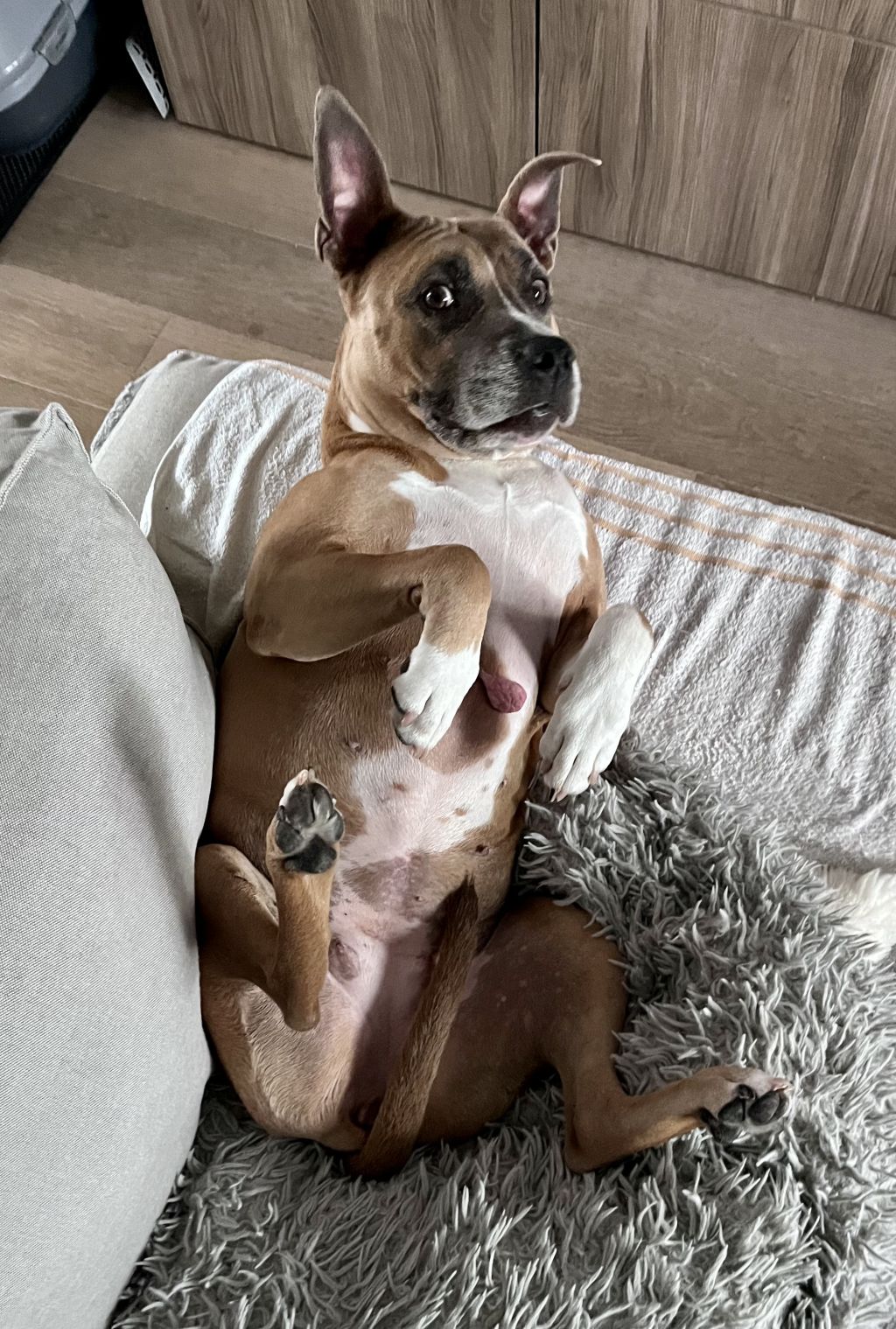 Nova