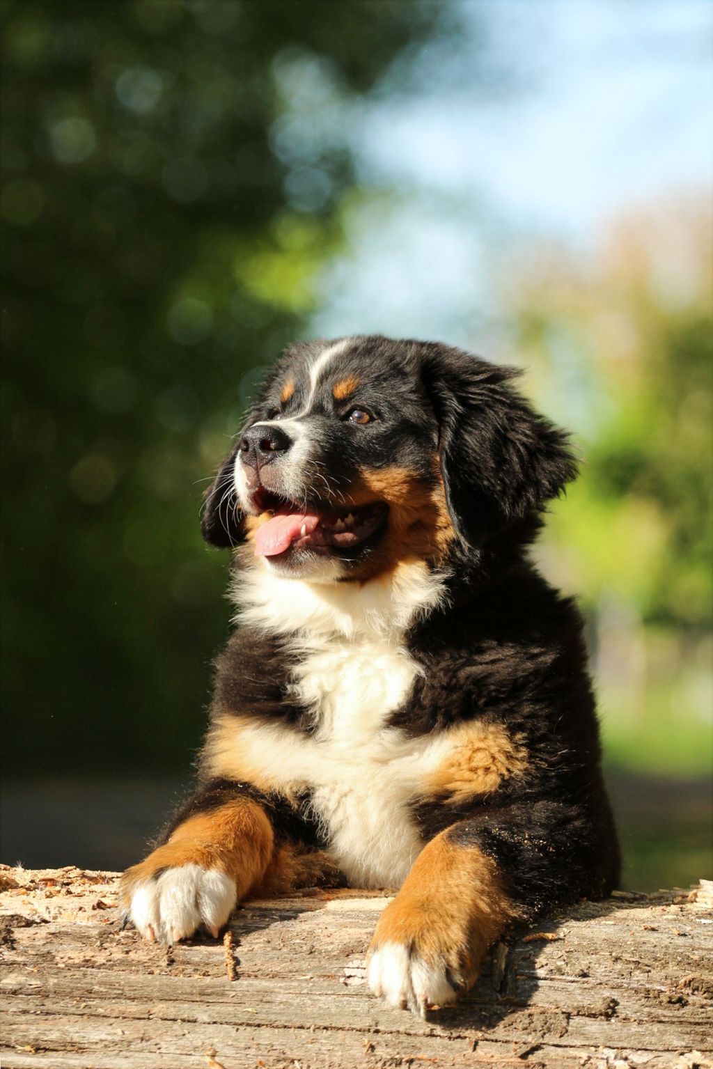 Beau