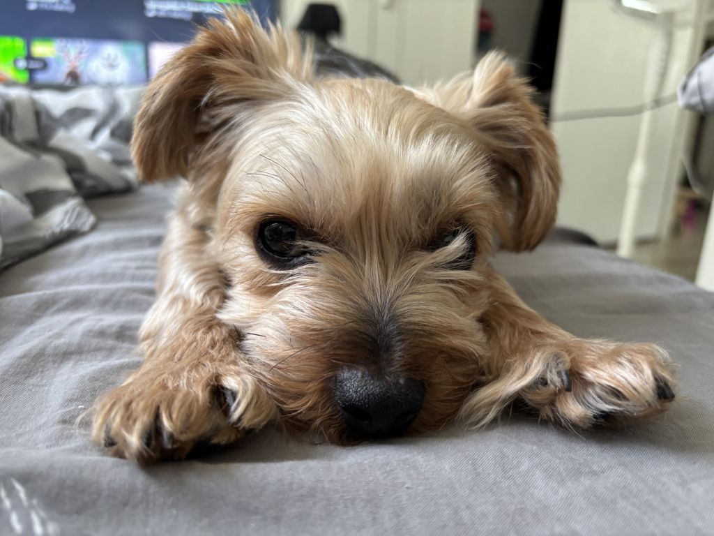 Max