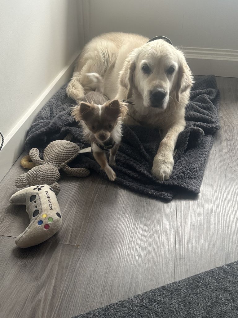 Bella, Cooper en Mini