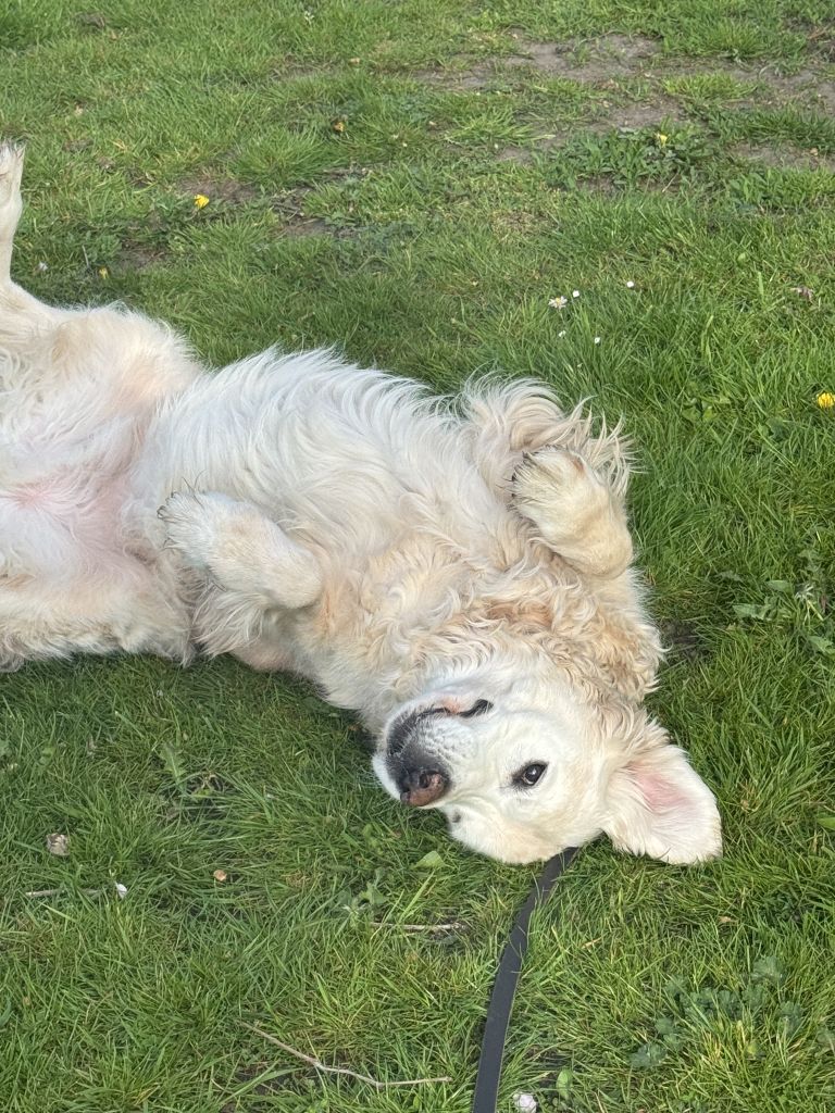 Finn