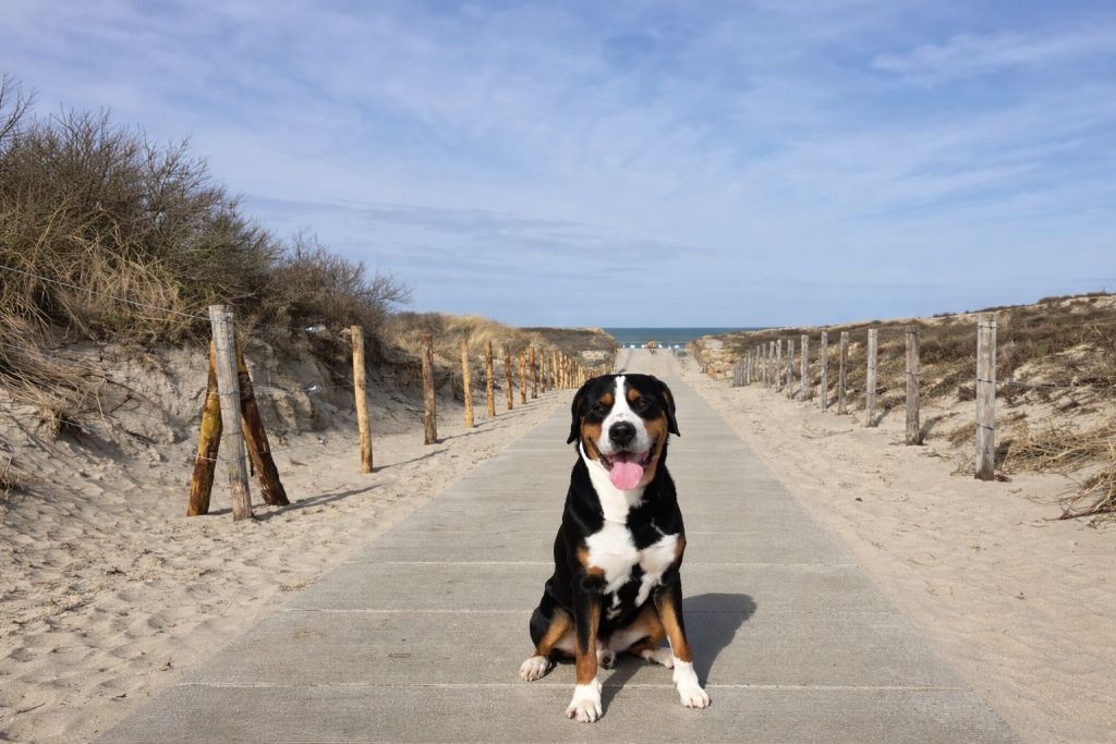 Max