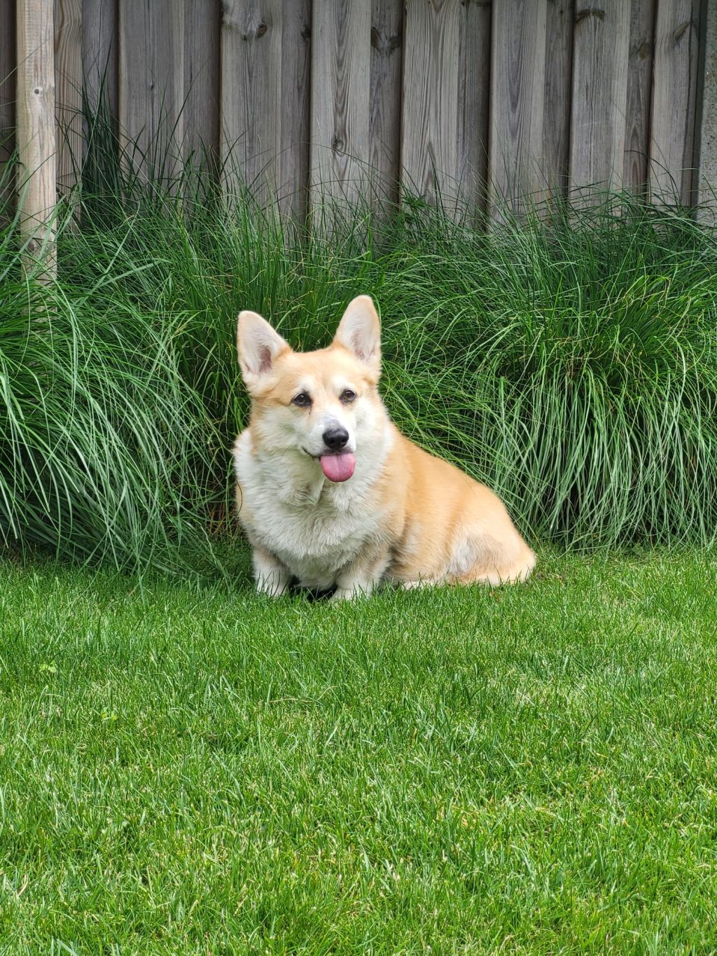 Dora