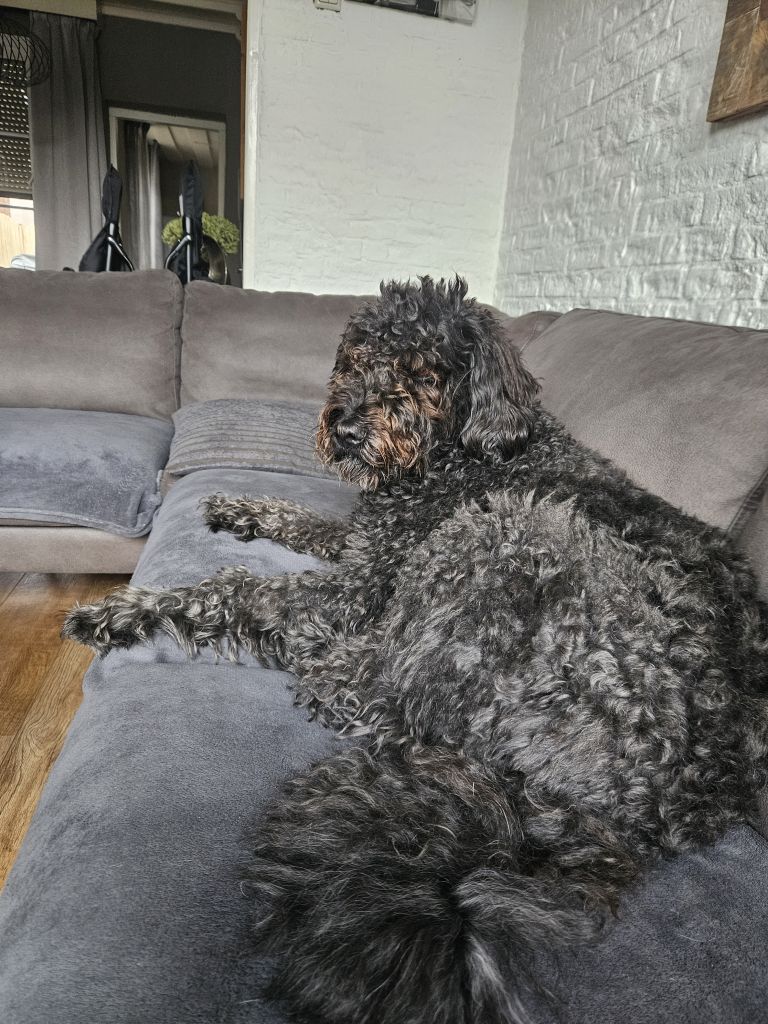 macey