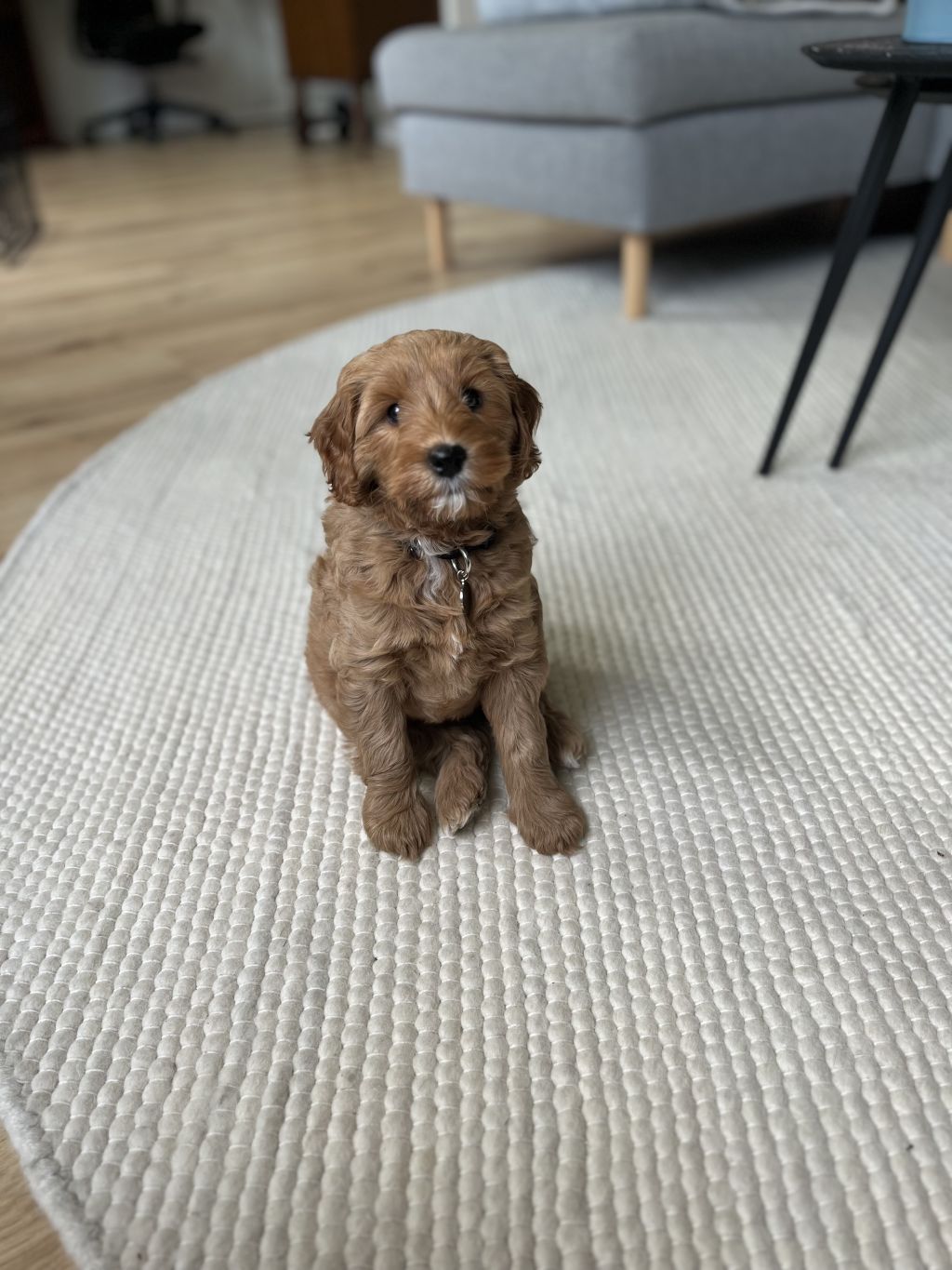Guusje