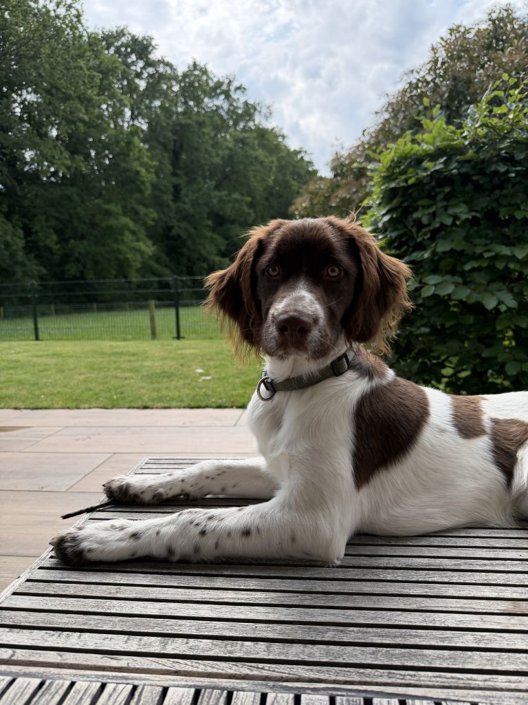 Pippa