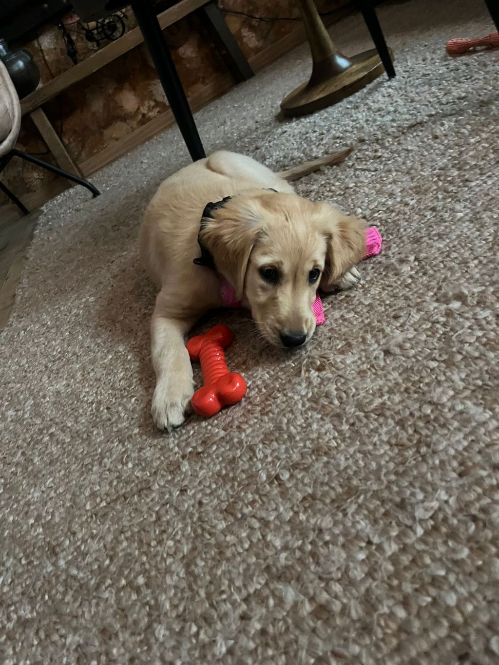 Zola
