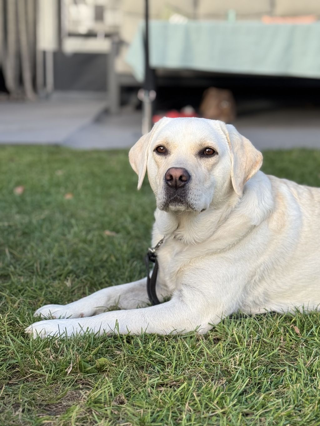 Bella