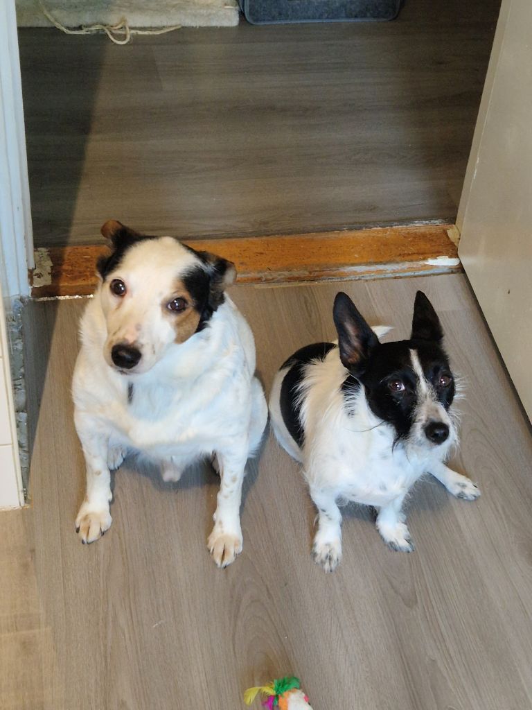 Spiky en Layla