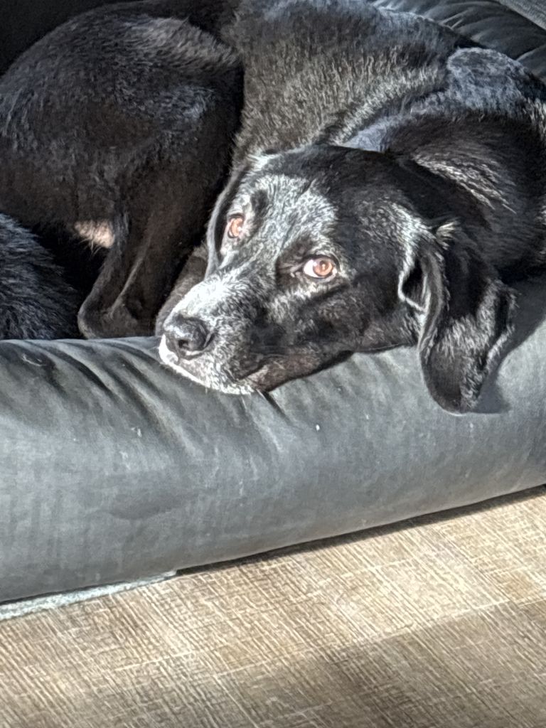 Benson