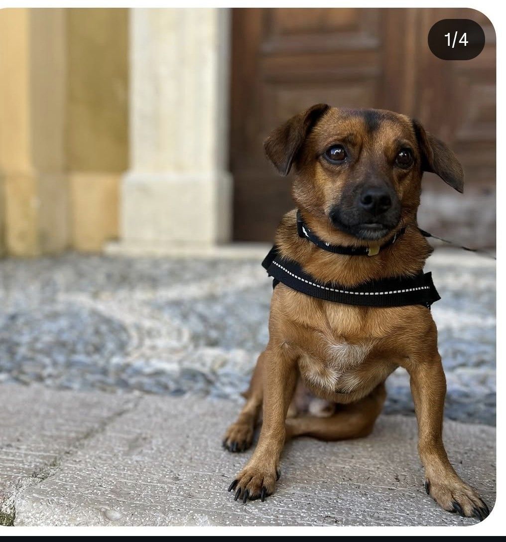 Elvis