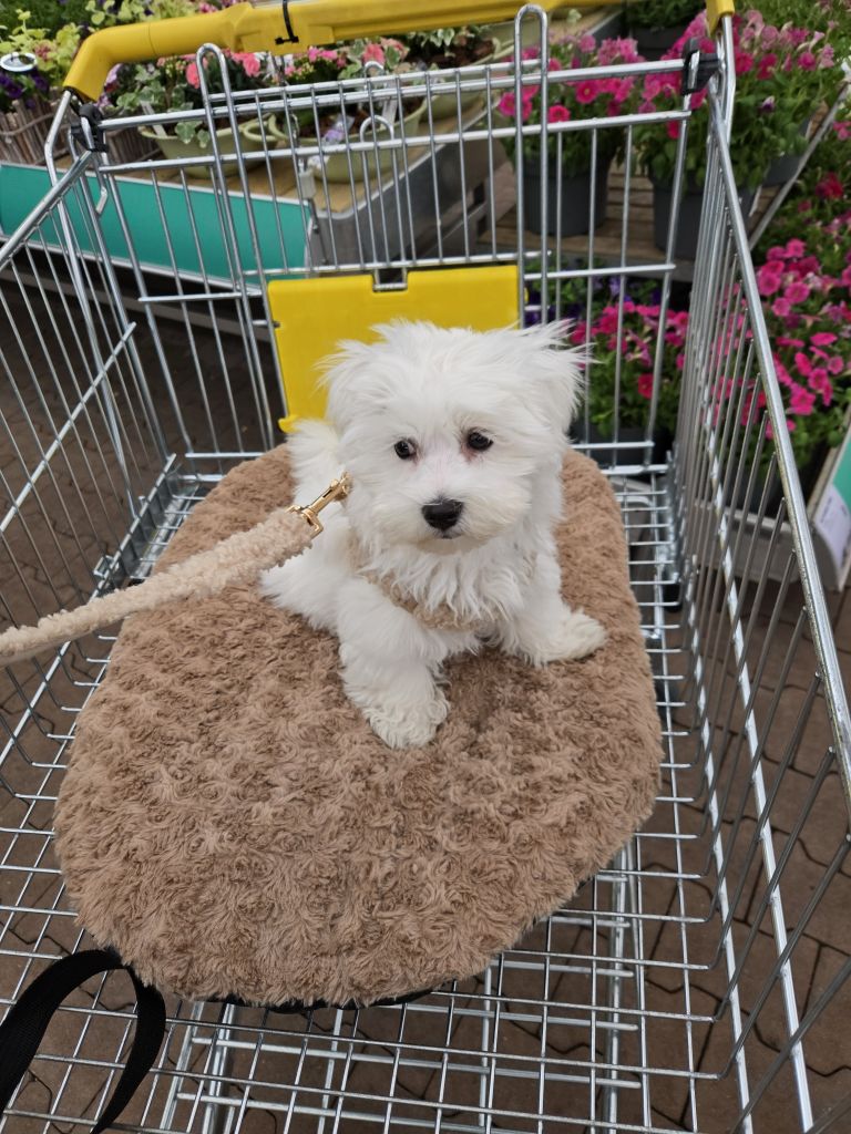 Mylo