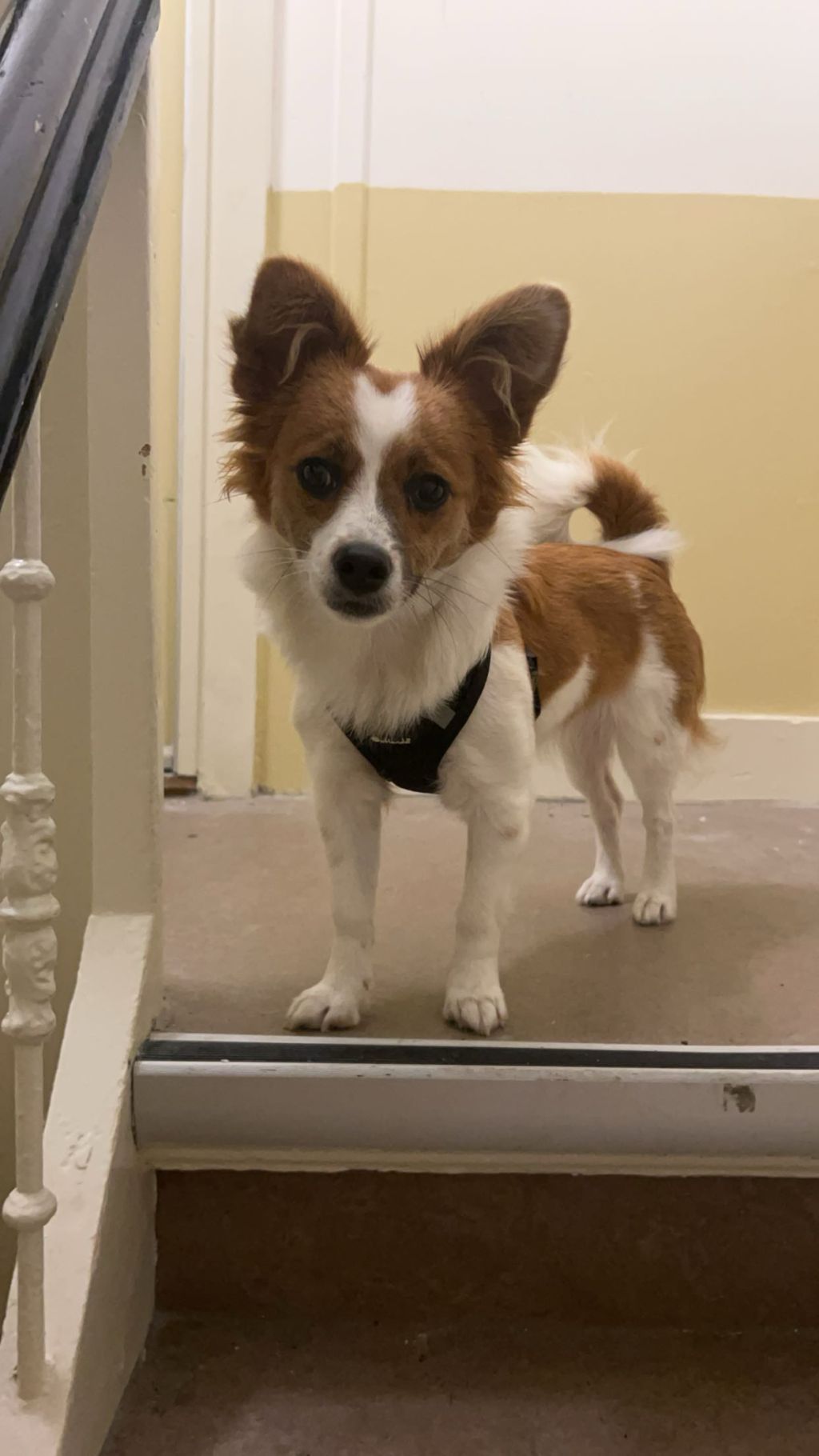Bowie