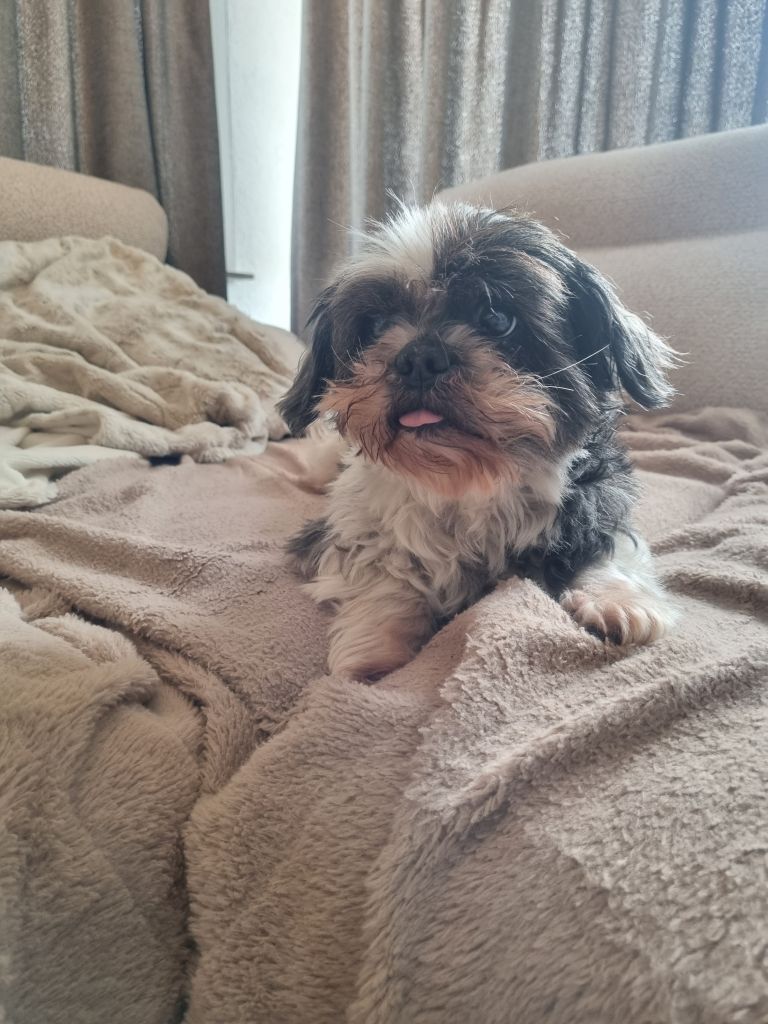 Cesar