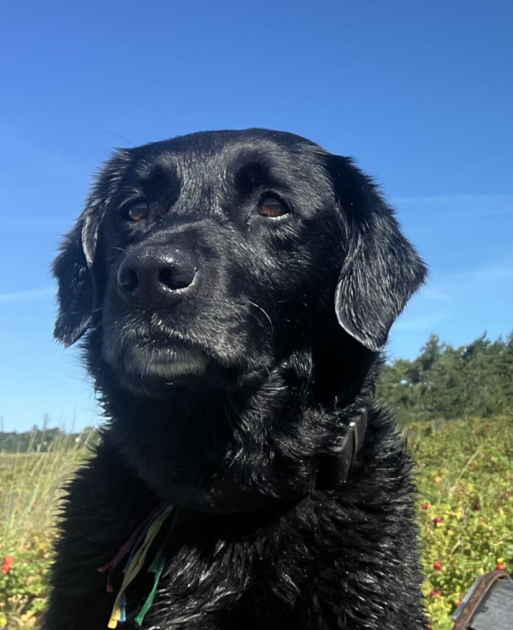 Doka   8jaar