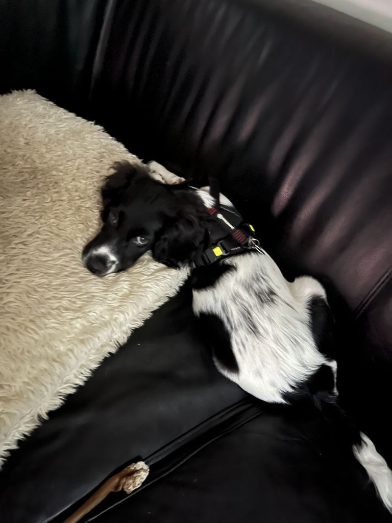 Sam