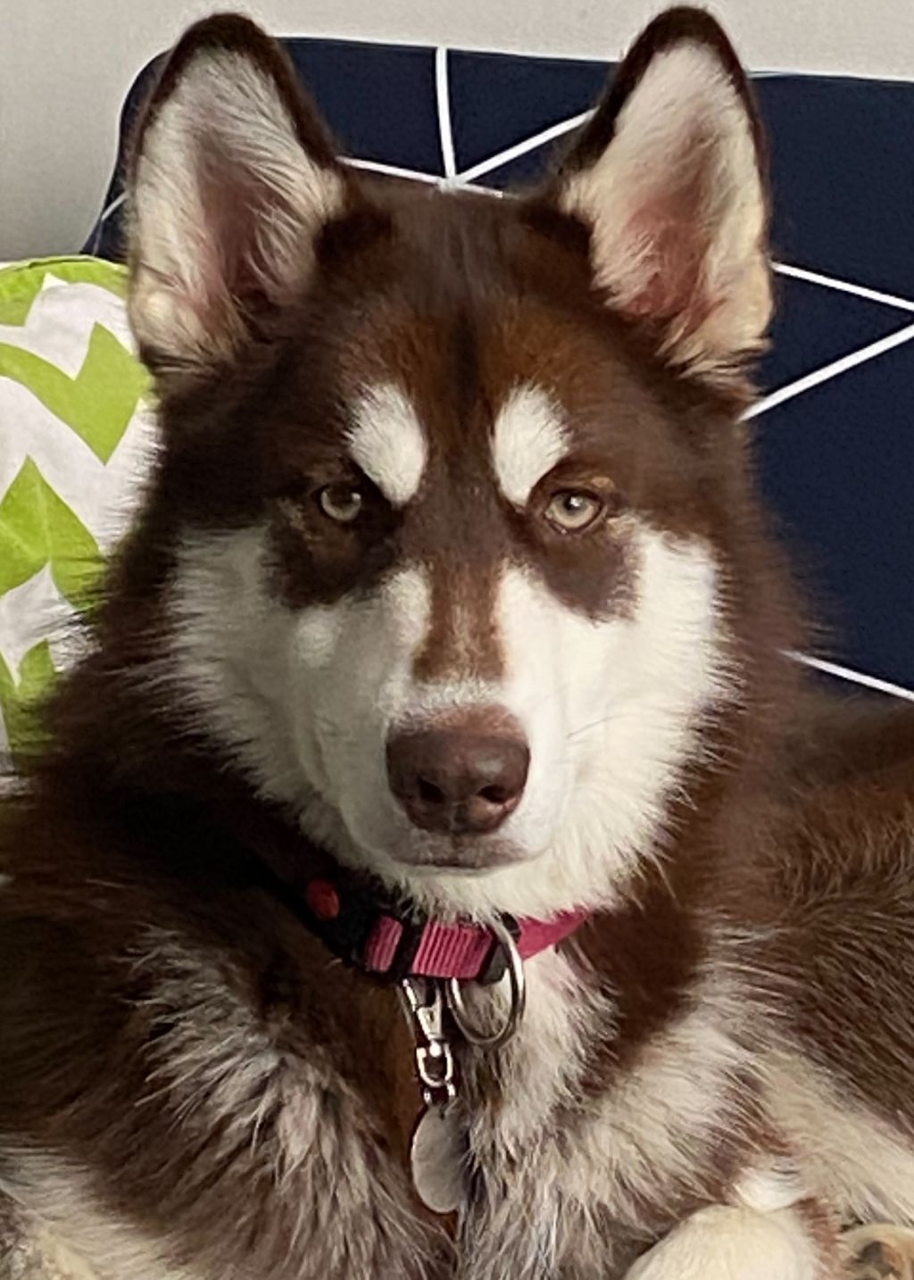 Arya