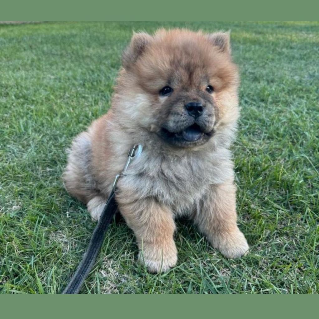 Puppy