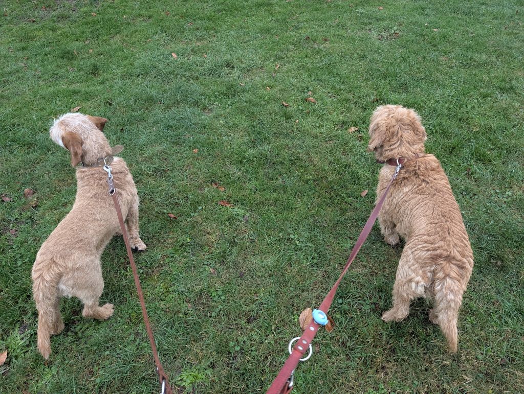 Charlotte, Isabella, osefine