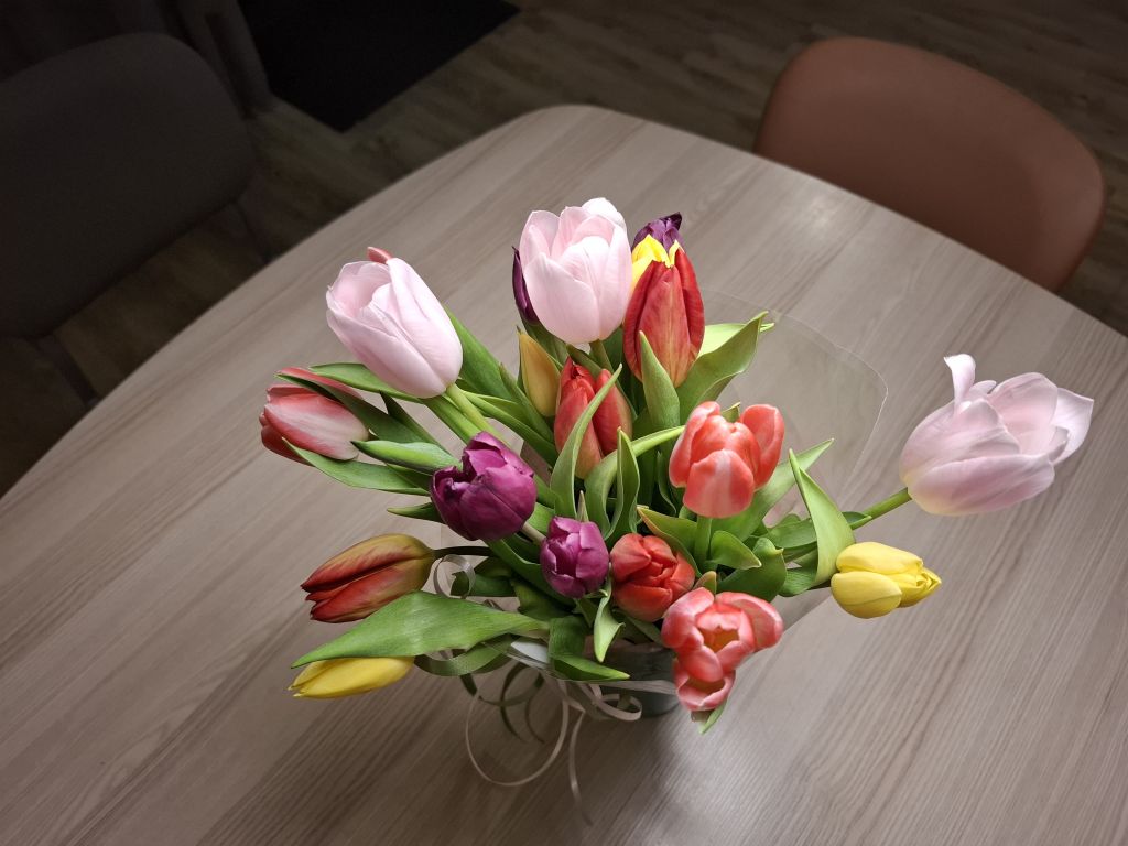 Lana/Luna/Diezel/Maatje