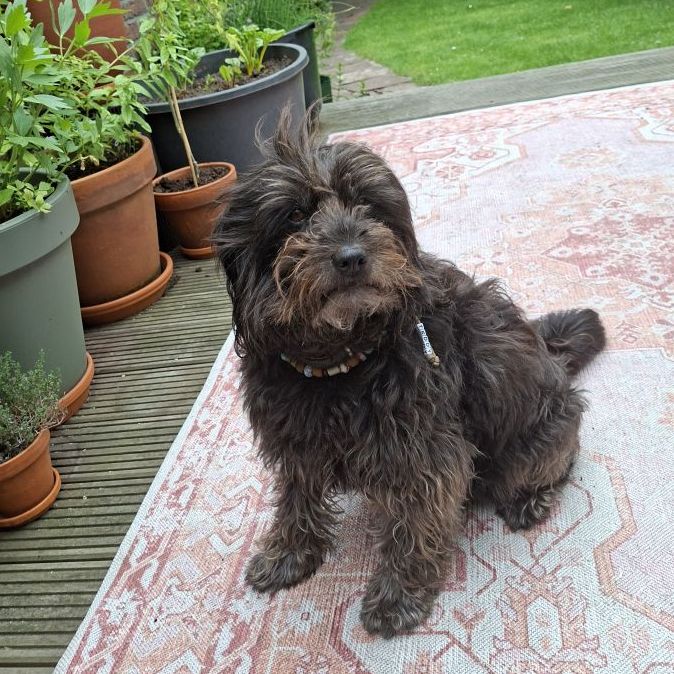 Teddy