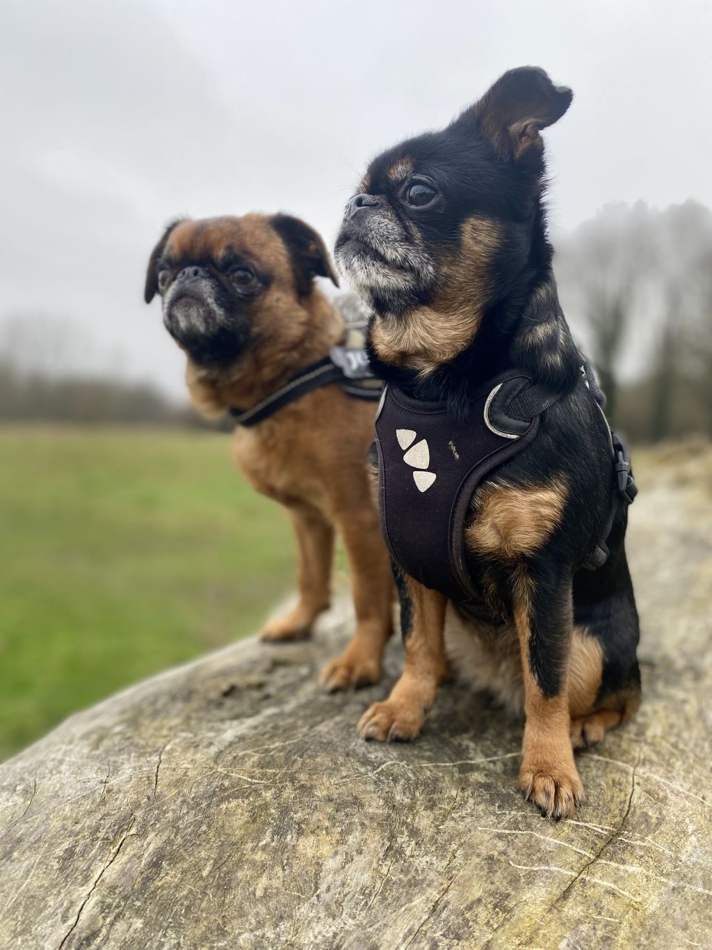 Ollie en mio
