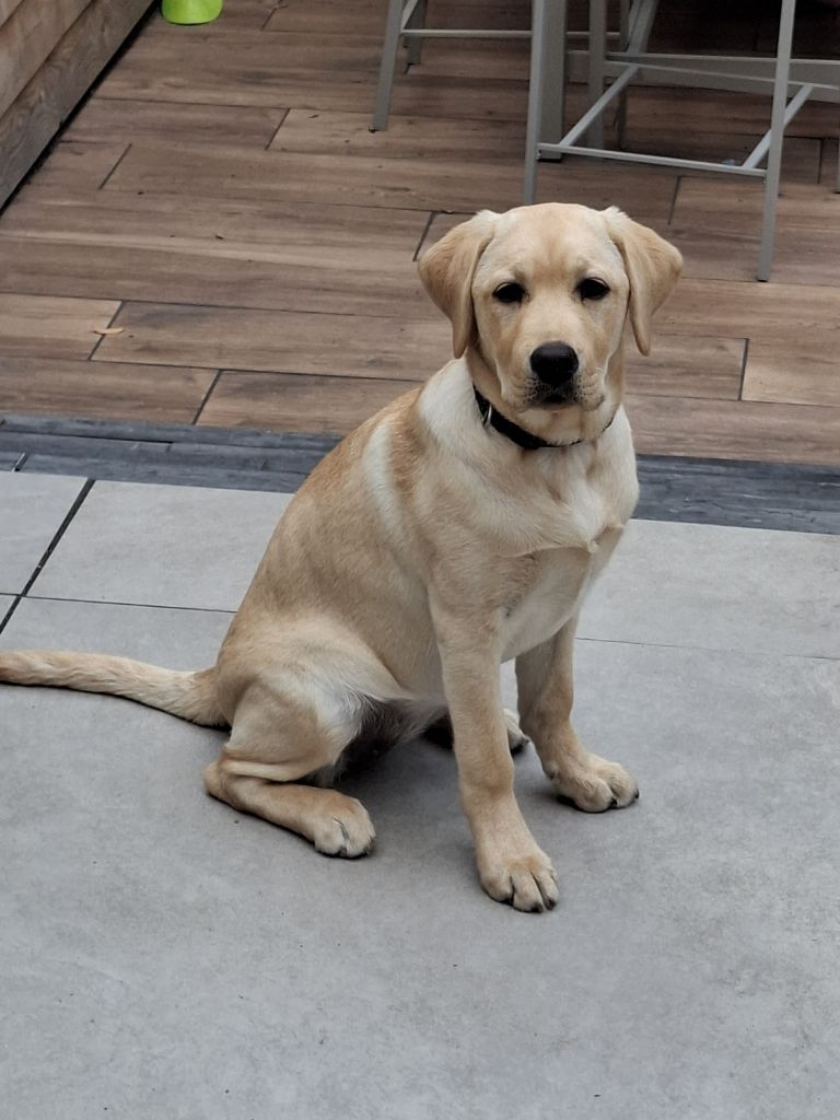 Koda